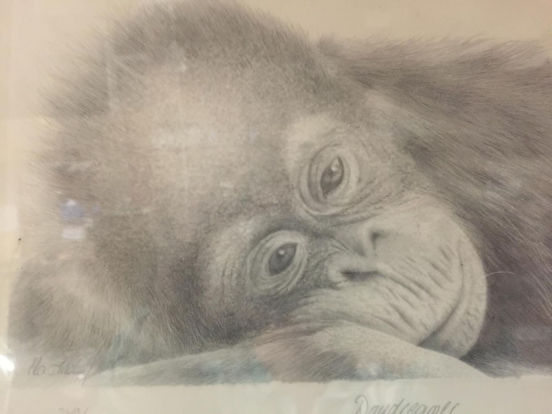 A FRAMED AND SIGNED LIMITED EDITION 269/750 PRINT OF AN ORANGUTAN DAYDREAMER BY PETER HILDICK - Image 5 of 5