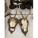 TWO SMALL SKULLS WITH ANTLERS MOUNTED ON SHIELD SHAPED PLINTHS