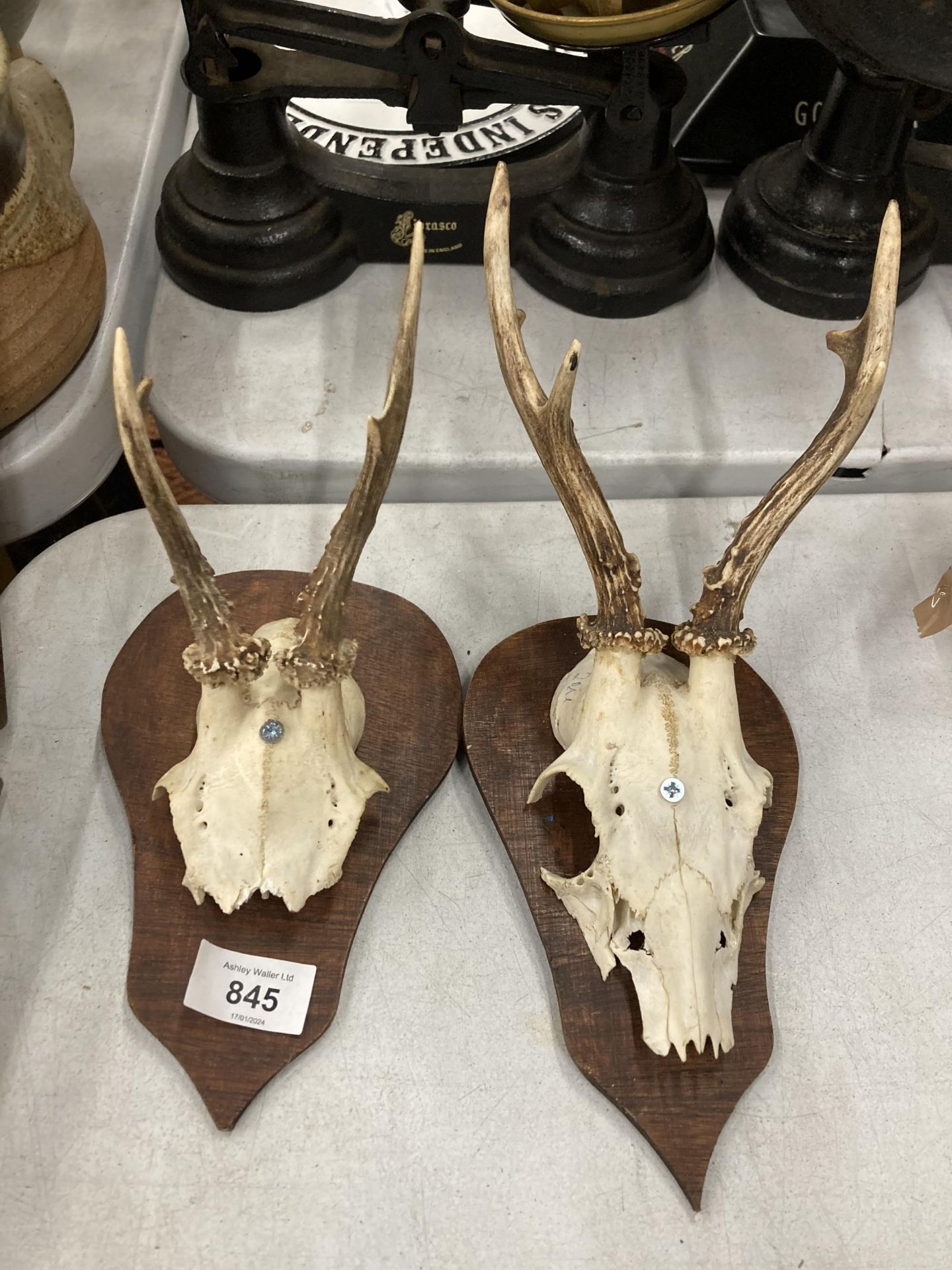 TWO SMALL SKULLS WITH ANTLERS MOUNTED ON SHIELD SHAPED PLINTHS