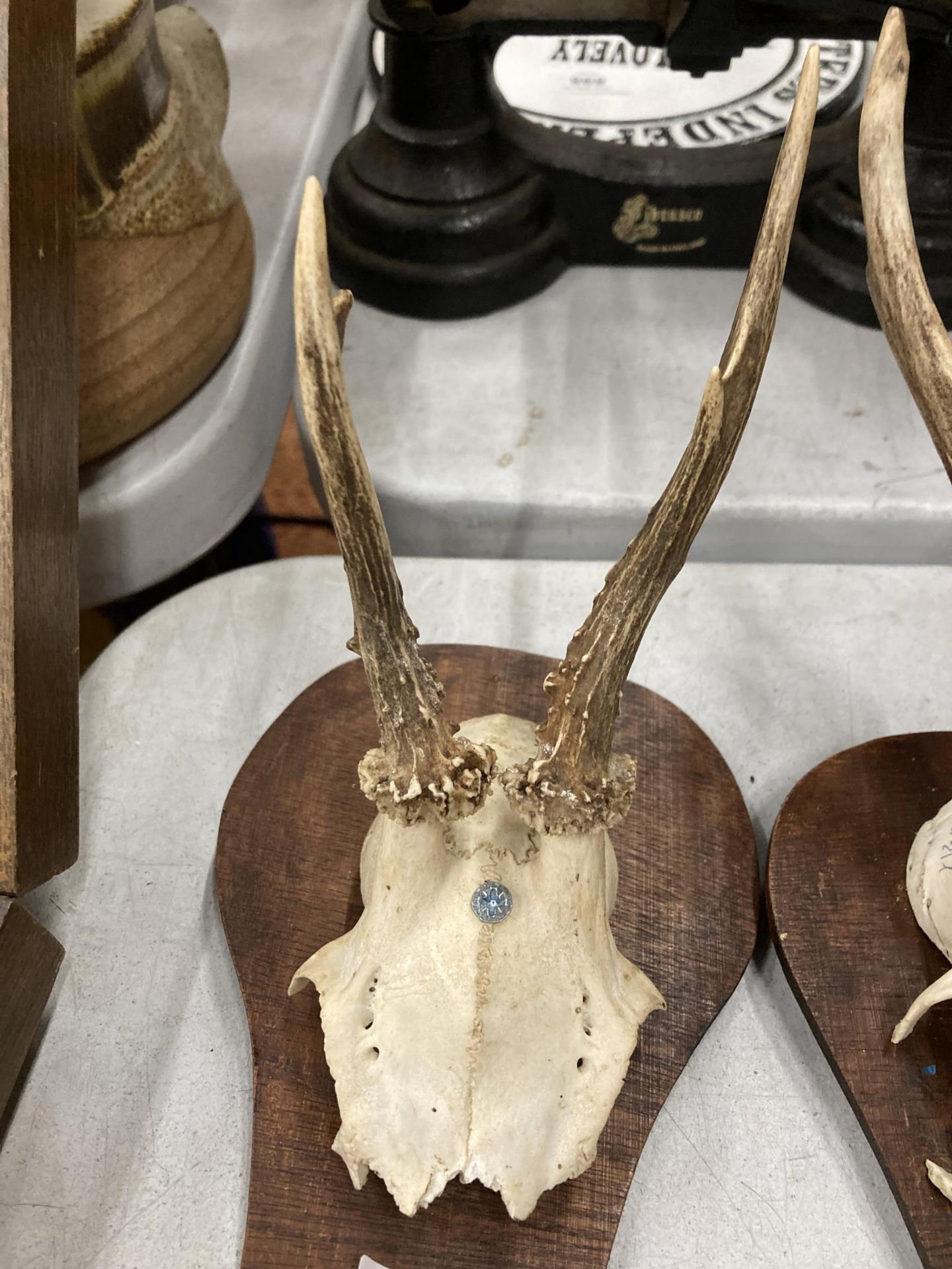 TWO SMALL SKULLS WITH ANTLERS MOUNTED ON SHIELD SHAPED PLINTHS - Bild 3 aus 3