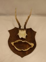 A PART OF A SKULL WITH HORNS AND TEETH ON A WOODEN SHIELD SHAPED PLAQUE