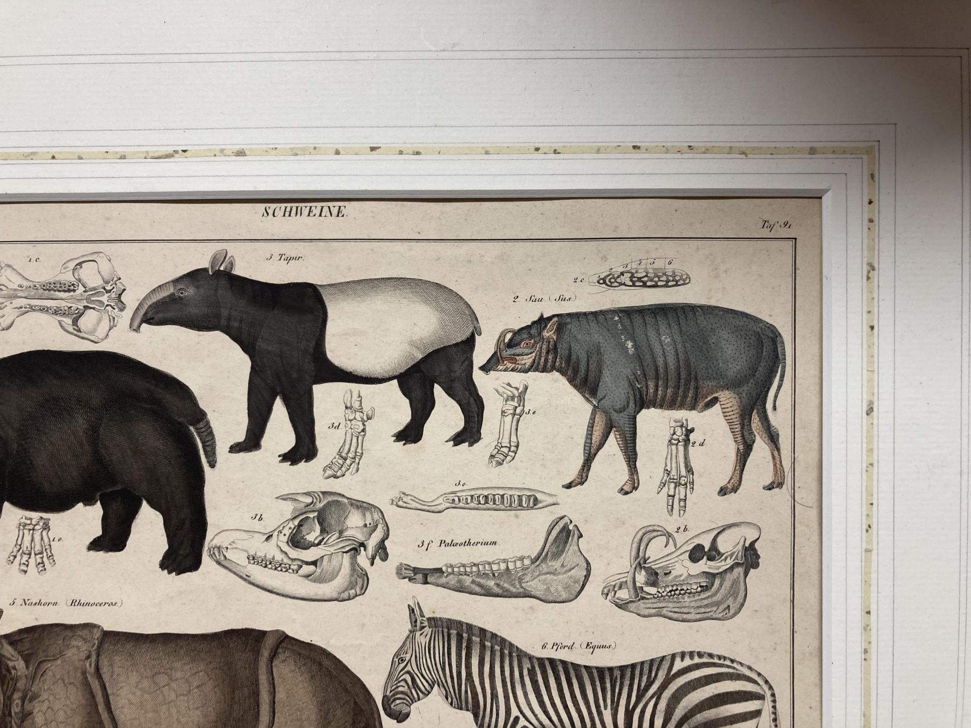 A FRAMED ANTIQUE PRINT OF A TAPIR, HIPPO, ZEBRA, ELEPHANT AND OTHER ANIMALS - Bild 2 aus 3