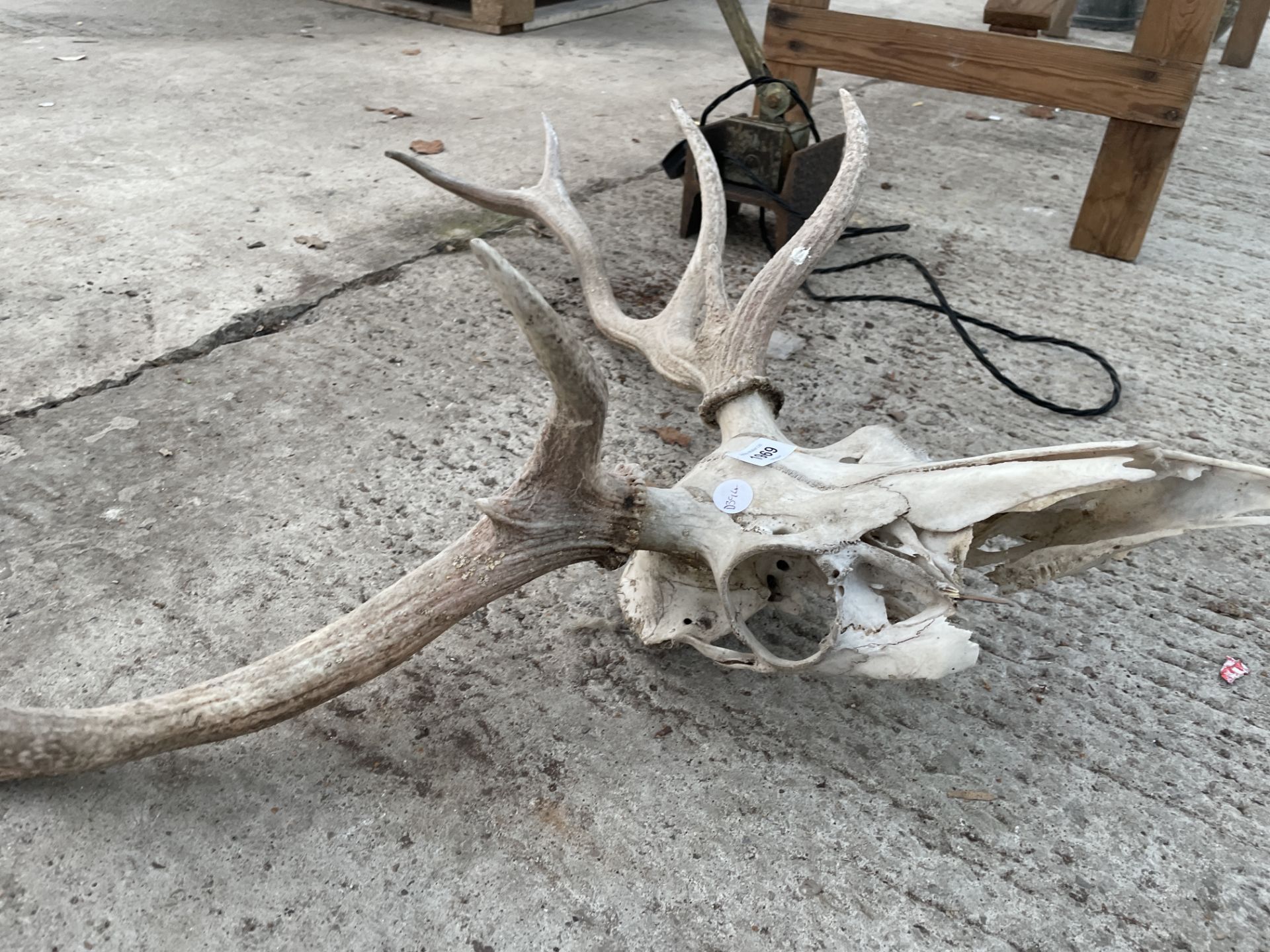 A VINTAGE DEER SKULL - Bild 2 aus 2