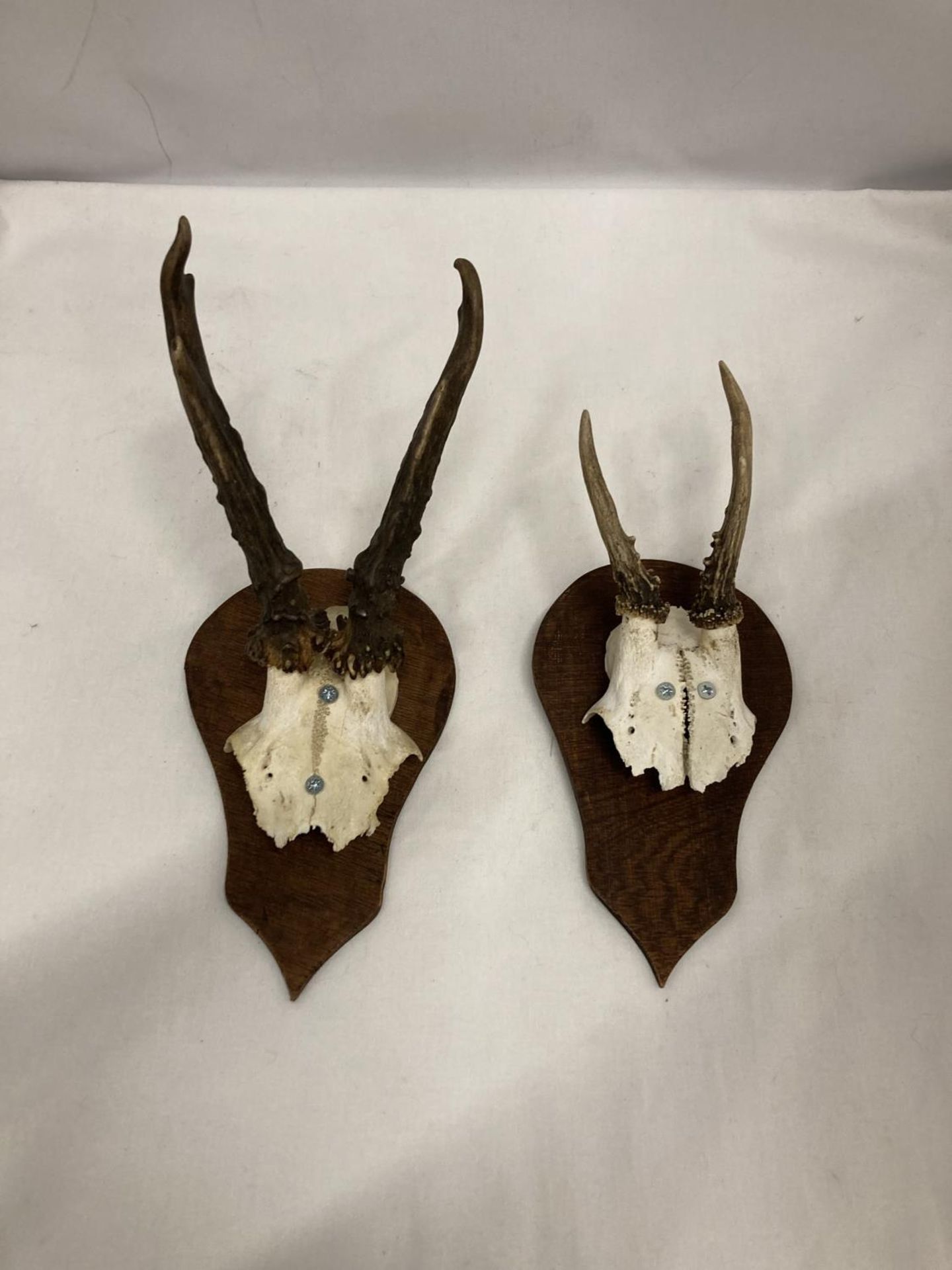 TWO PART SKULLS WITH HORNS MOUNTED ON WOOD - Image 2 of 4