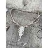 A VINTAGE DEER SKULL