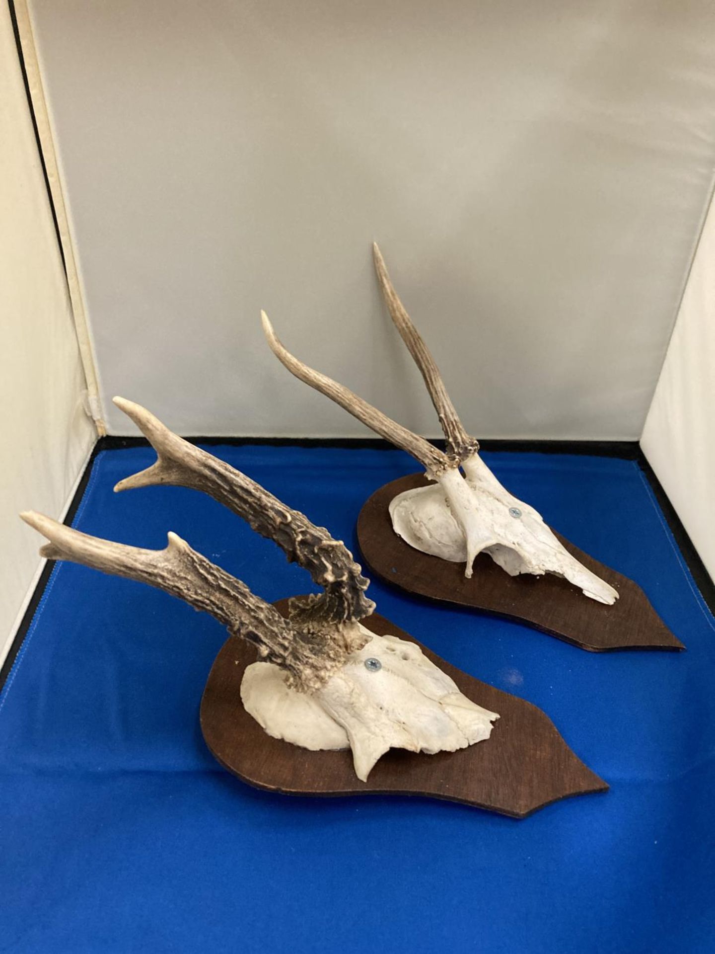 TWO SMALL SKULLS WITH ANTLERS MOUNTED ON SHIELD SHAPED PLINTHS - Image 2 of 2