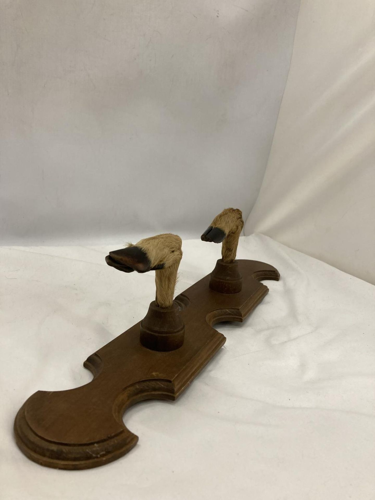 A WALL MOUNTED TWO HOOVED COAT RACK