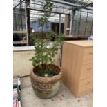 A LARGE TERRACOTA PLANTER (AT FAULT CRACKED) COMPLETE WITH PLANT