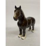 A BESWICK MODEL OF A SHIRE HORSE BLOWN GLOSS WITH WHITE BLAZE AND WHITE SOCKS - BURNHAM BEAUTY