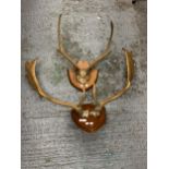 TWO SETS OF ANTLERS MOUNTED ON WOODEN SHEILDS