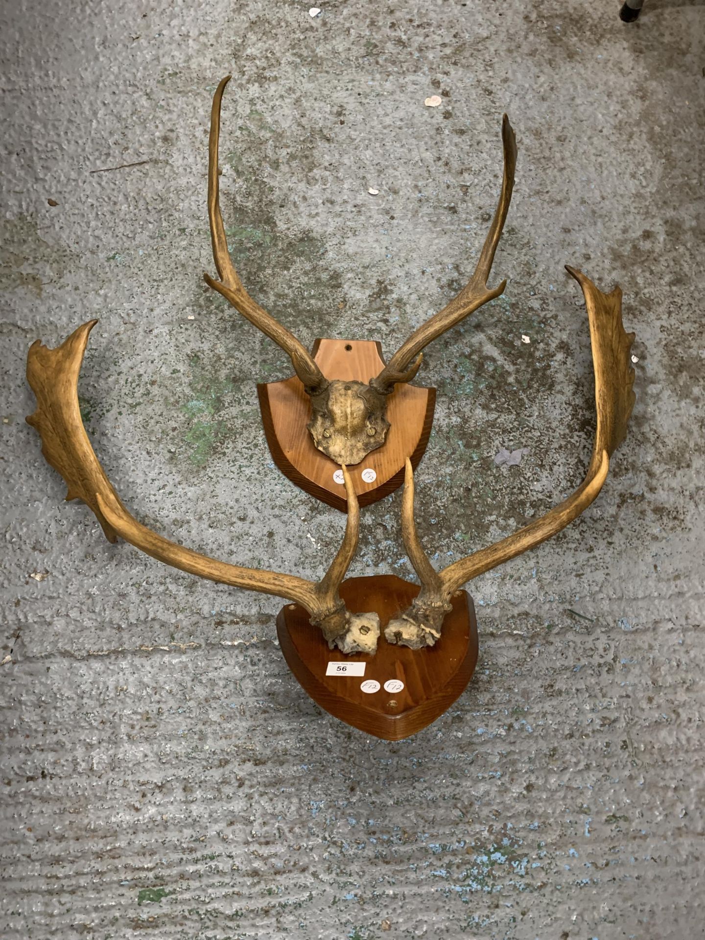 TWO SETS OF ANTLERS MOUNTED ON WOODEN SHEILDS