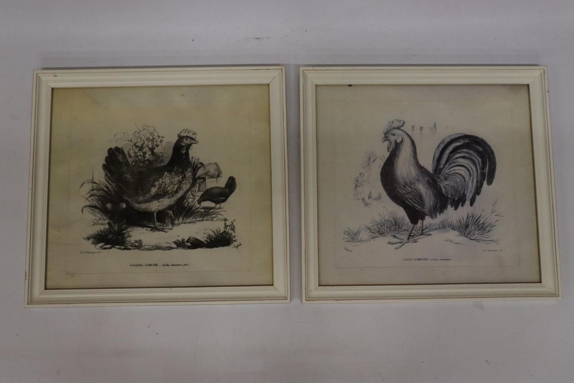 TWO FRAMED PRINTS OF HENS, 32CM X 29CM - Image 2 of 5