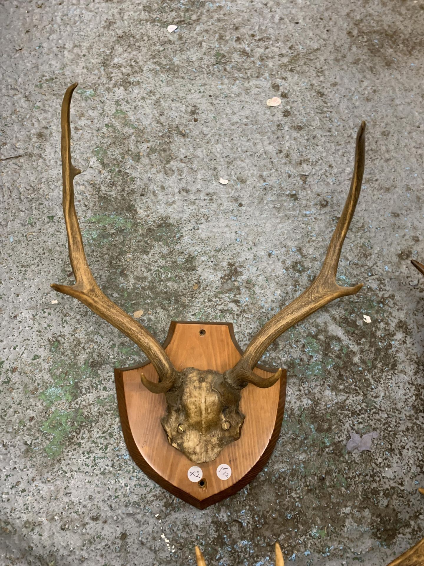 TWO SETS OF ANTLERS MOUNTED ON WOODEN SHEILDS - Image 2 of 3