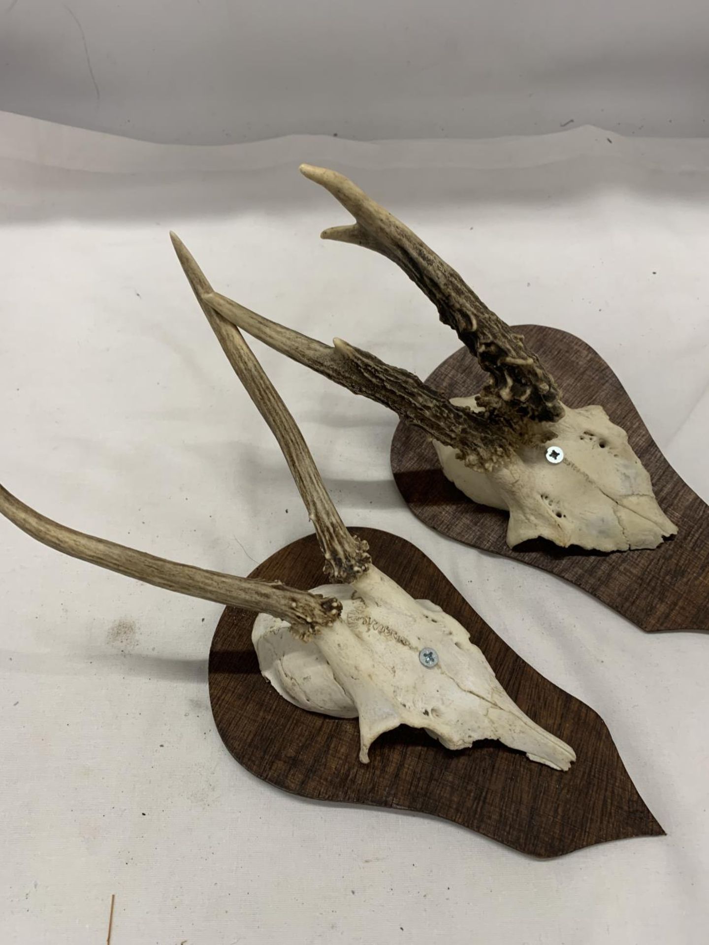 TWO SMALL SKULLS WITH ANTLERS MOUNTED ON SHIELD SHAPED PLINTHS - Image 2 of 2