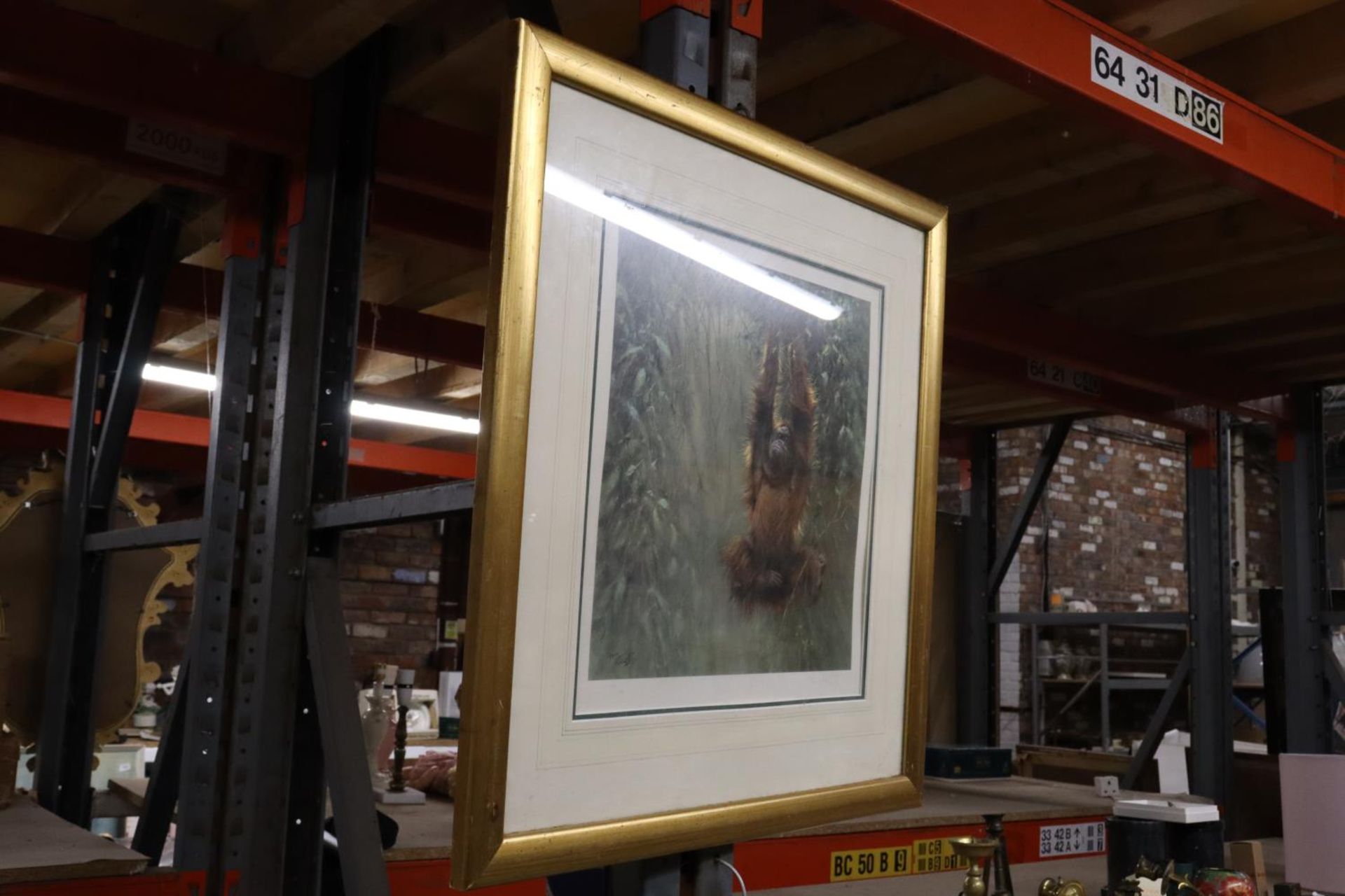 A FRAMED LIMITED EDITION PRINT "SWINGING BORNEO - ORANGUTAN" MOUNTED BY TONY FORREST - 123/395 - - Image 3 of 3