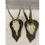 TWO SMALL SKULLS WITH ANTLERS MOUNTED ON SHIELD SHAPED PLINTHS