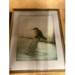 A FRAMED WATERCOLOUR OF A KINGFISHER, SIGNED GB 1988, 44CM X 53CM