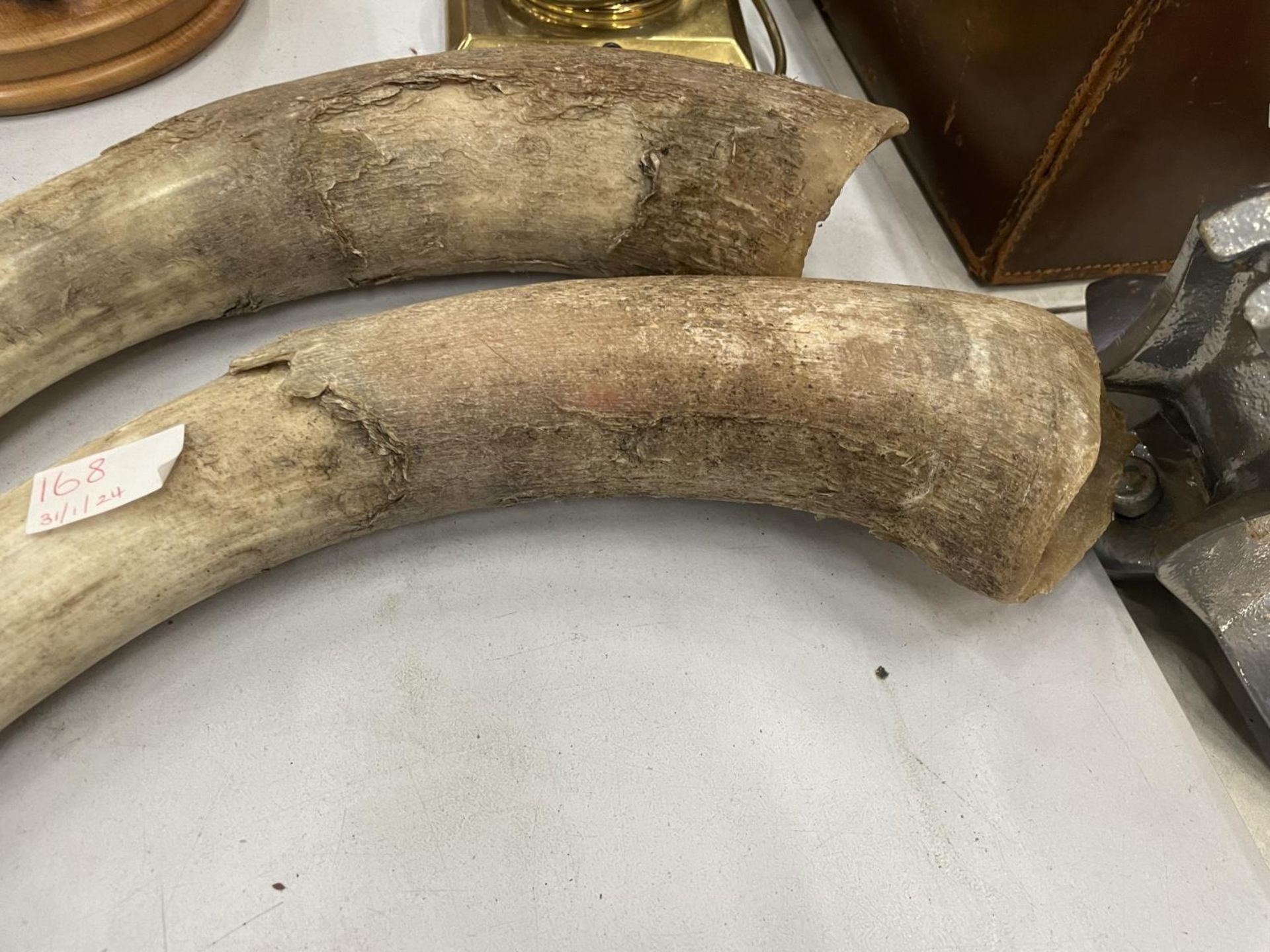 A PAIR OF COW HORNS - Image 2 of 4