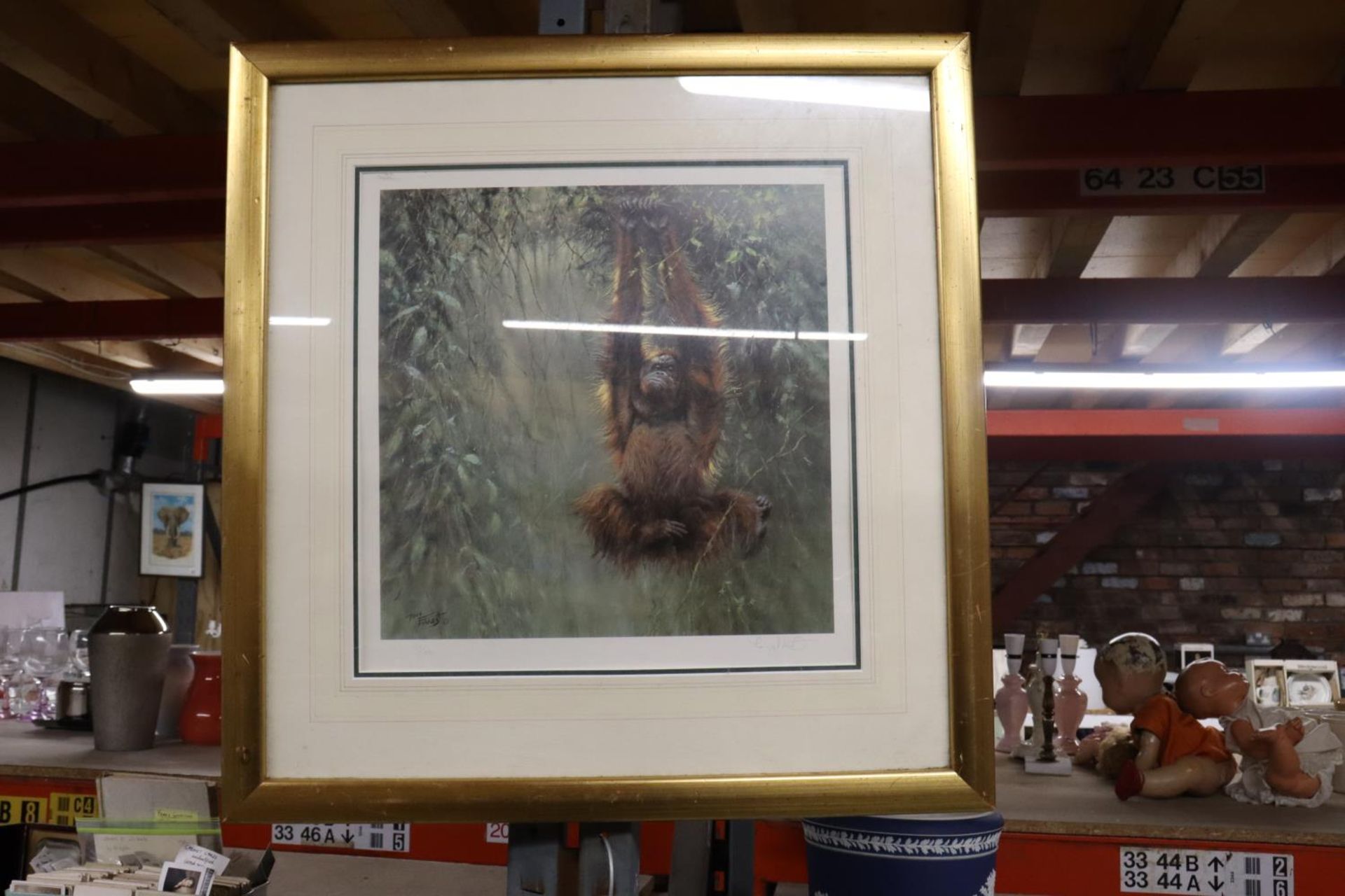 A FRAMED LIMITED EDITION PRINT "SWINGING BORNEO - ORANGUTAN" MOUNTED BY TONY FORREST - 123/395 -