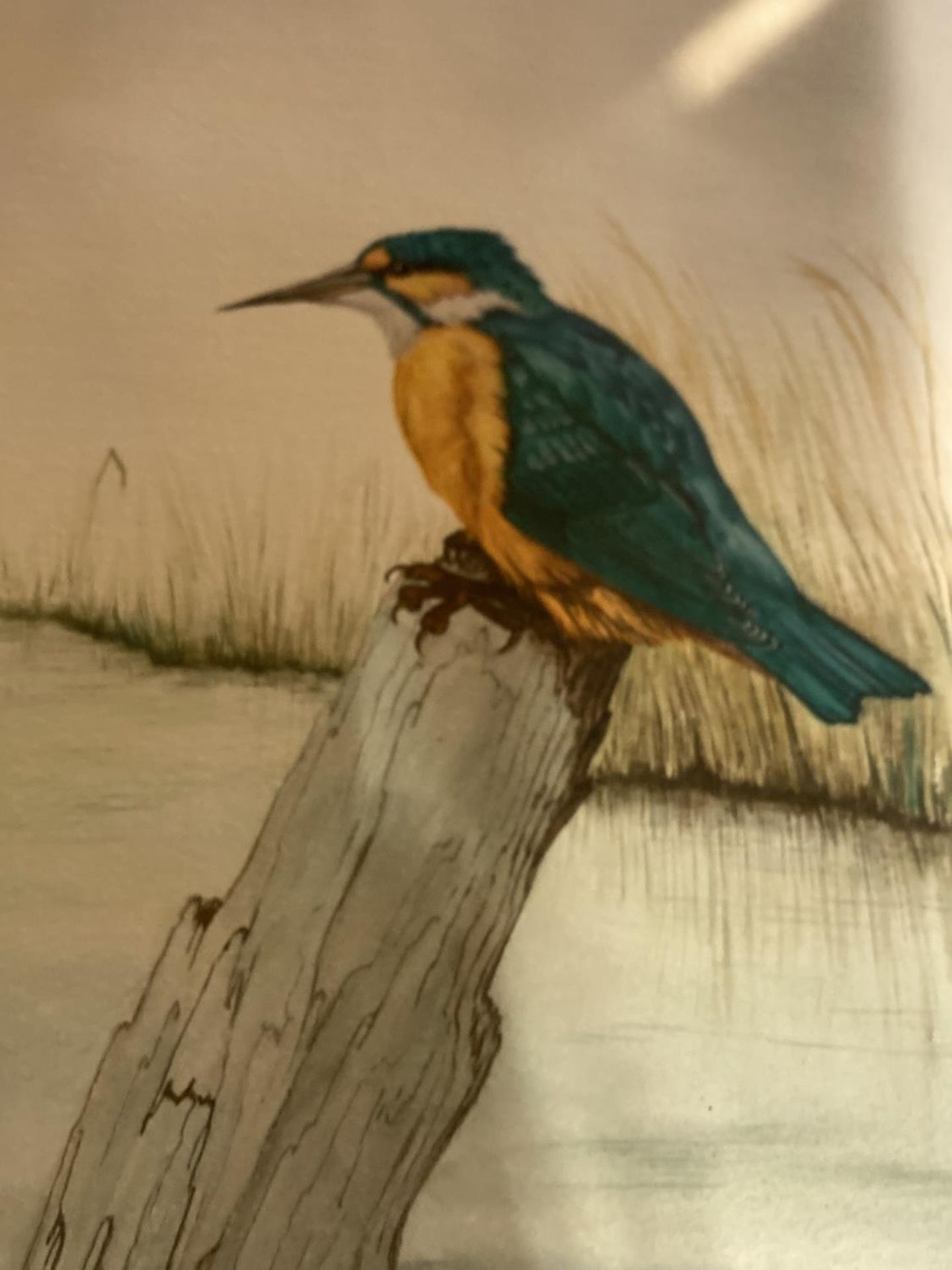 A FRAMED WATERCOLOUR OF A KINGFISHER, SIGNED GB 1988, 44CM X 53CM - Image 3 of 6