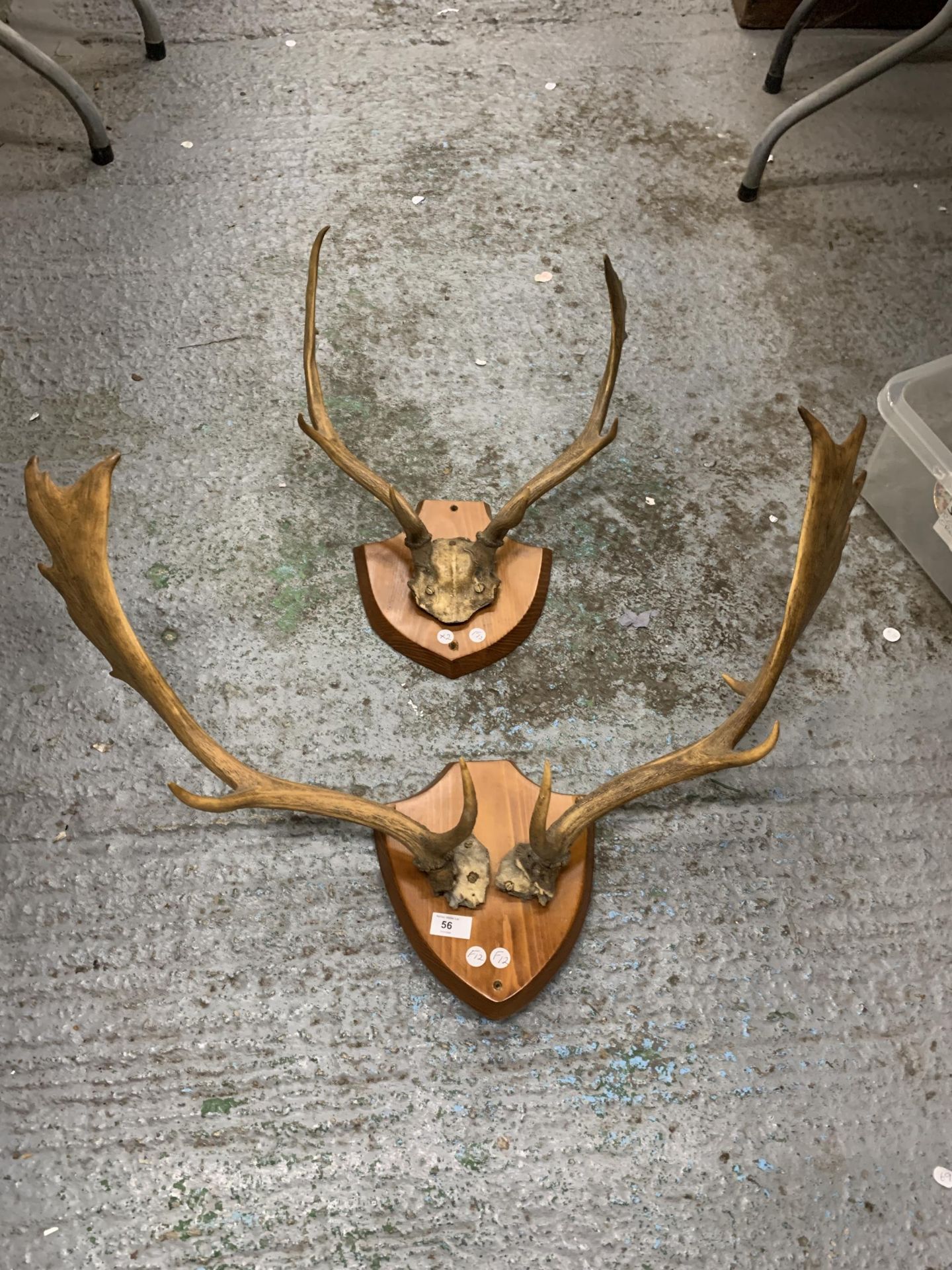 TWO SETS OF ANTLERS MOUNTED ON WOODEN SHEILDS - Image 3 of 3