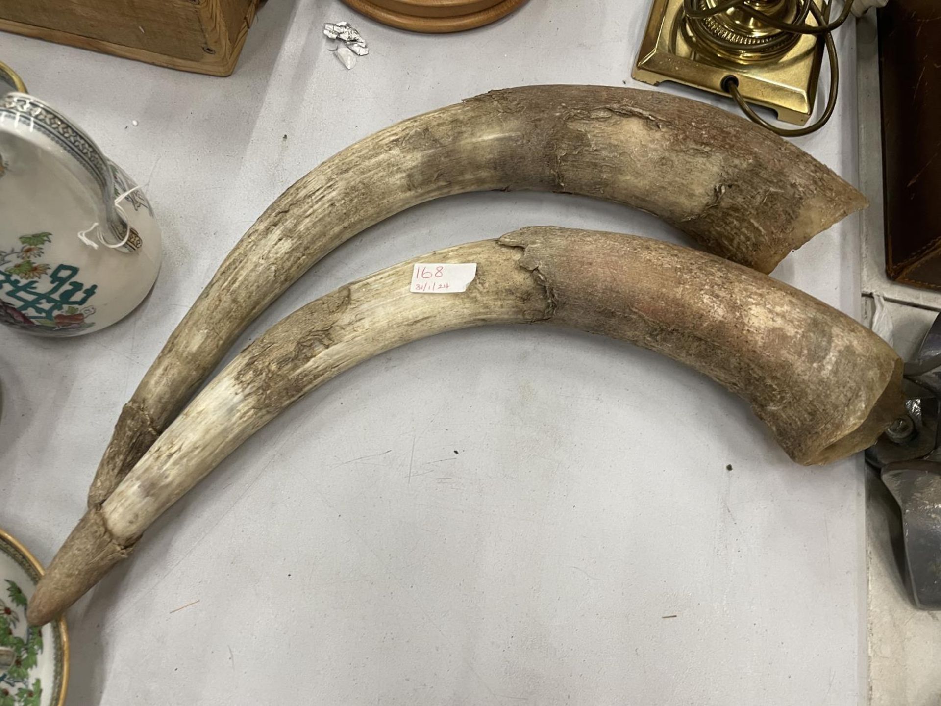 A PAIR OF COW HORNS