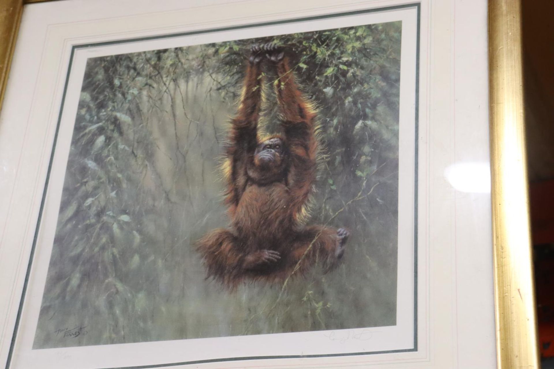A FRAMED LIMITED EDITION PRINT "SWINGING BORNEO - ORANGUTAN" MOUNTED BY TONY FORREST - 123/395 - - Image 2 of 3
