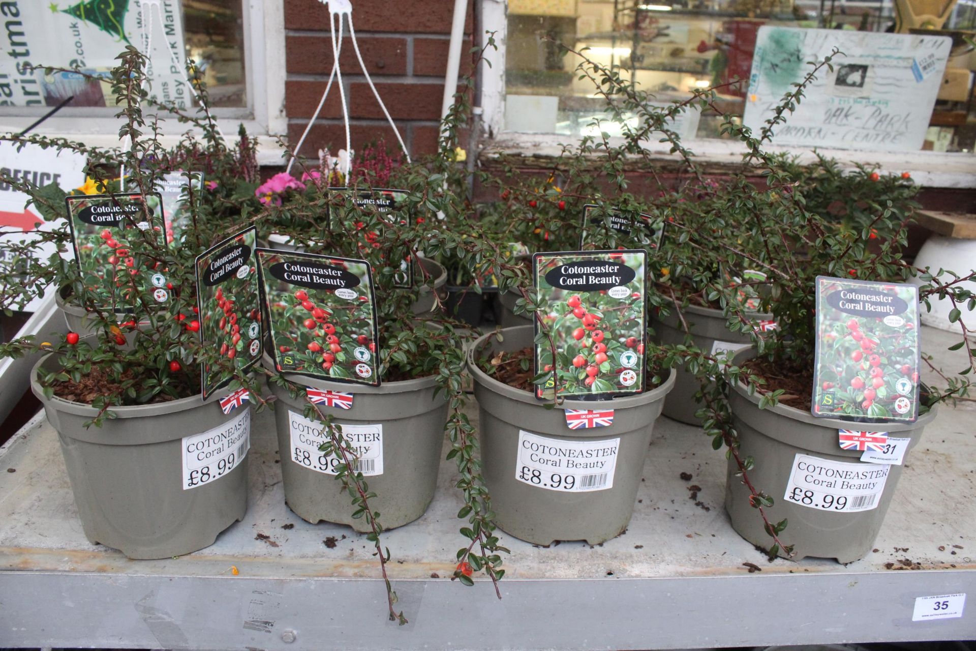 9 COTONEASTER , 2 HANGING BASKETS AND 3 TRAYS OF BEDDING + VAT - Image 3 of 4