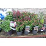 16 VARIOUS SHRUBS AND 2 TRAYS OF SHRUBS ( BENCH NOT INCLUDED) + VAT