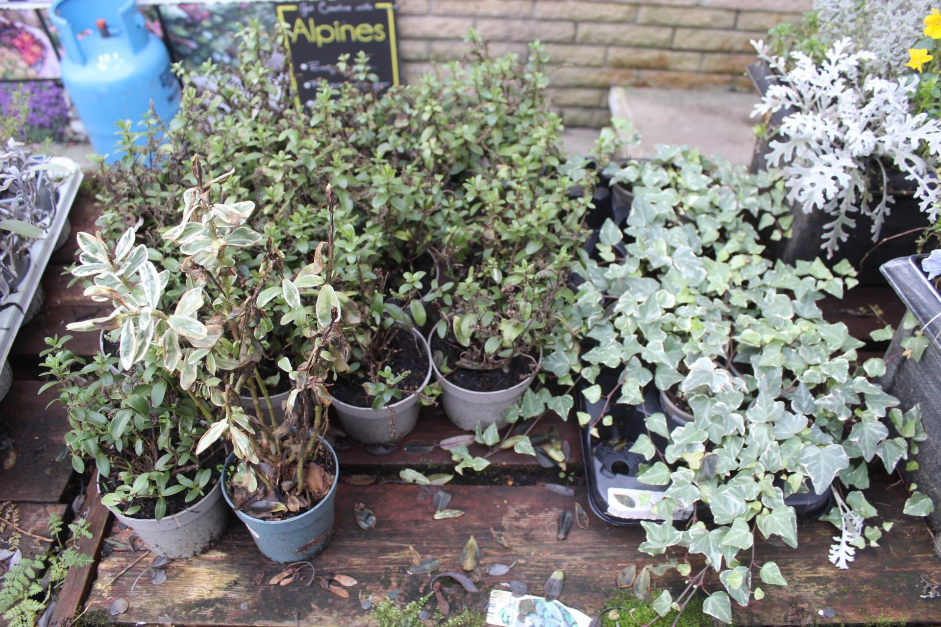 VARIETY OF SHRUBS TO INCLUDE 5 POTTED AND 1 BASKET ( BENCH NOT INCLUDED) + VAT - Image 3 of 3