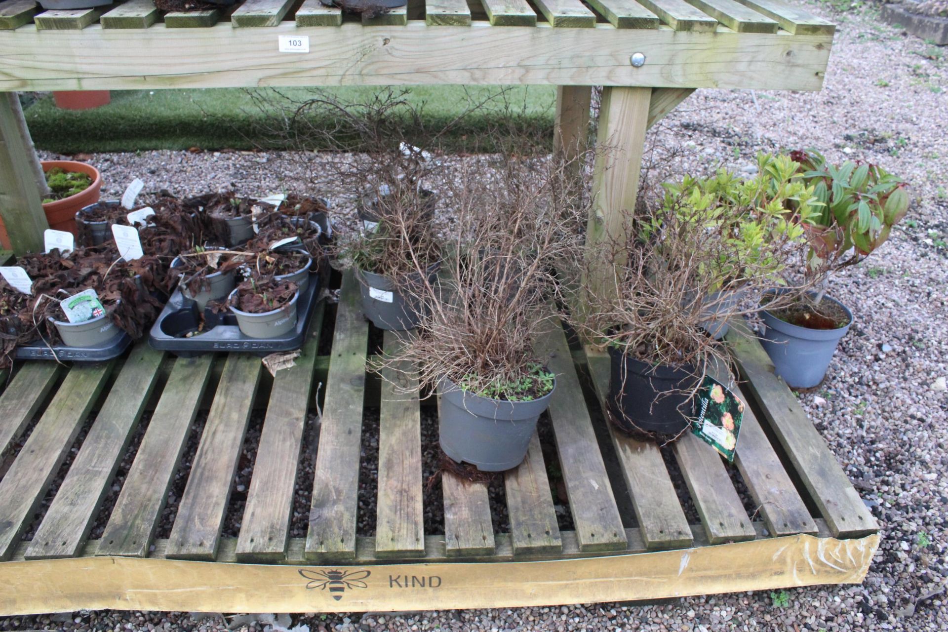 16 MIXED AND 2 TRAYS OF SHRUBS + VAT - Image 3 of 4