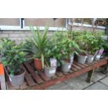 19 VARIOUS SHRUBS AND 11 SEMPS ( BENCH NOT INCLUDED) + VAT