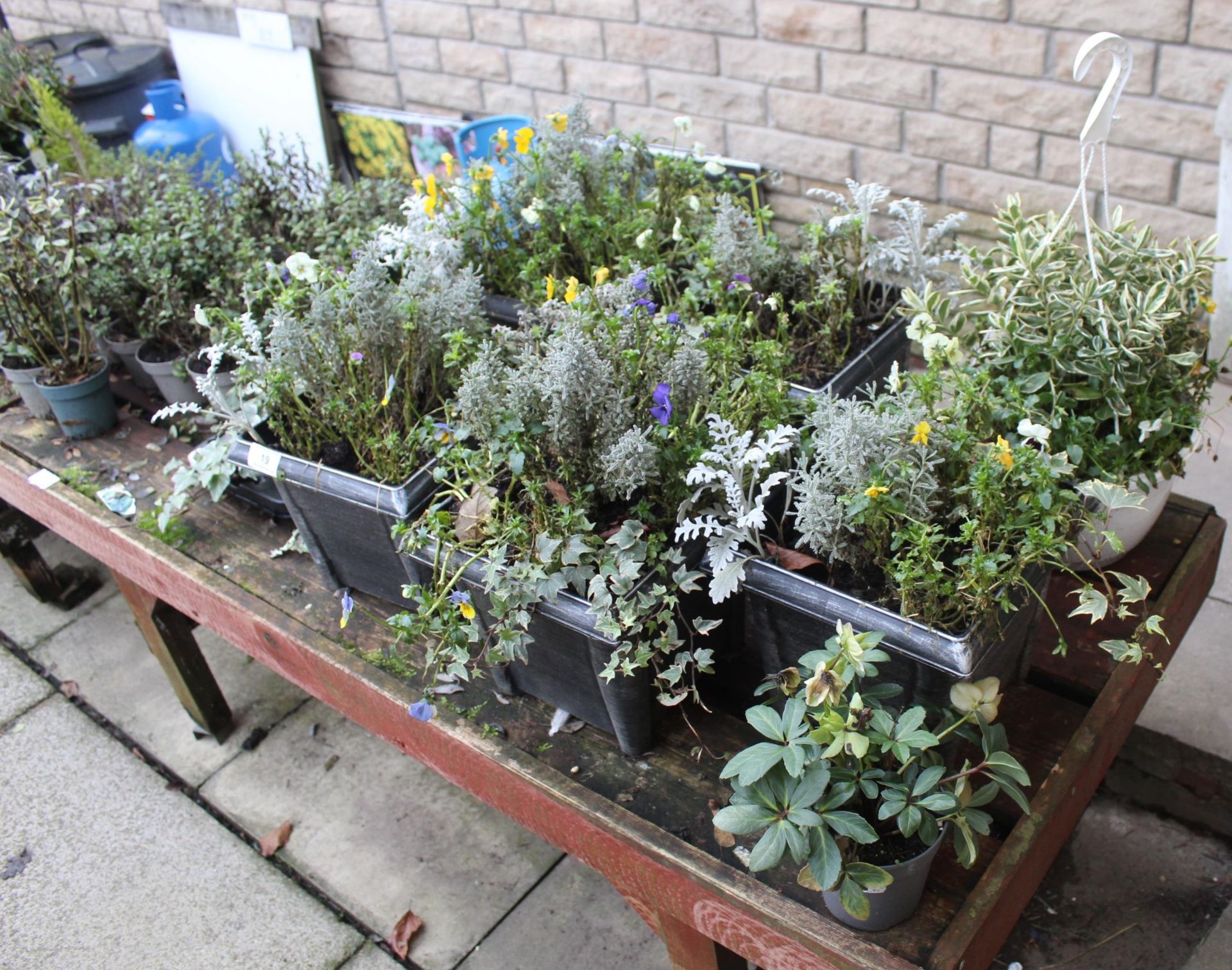 VARIETY OF SHRUBS TO INCLUDE 5 POTTED AND 1 BASKET ( BENCH NOT INCLUDED) + VAT - Image 2 of 3