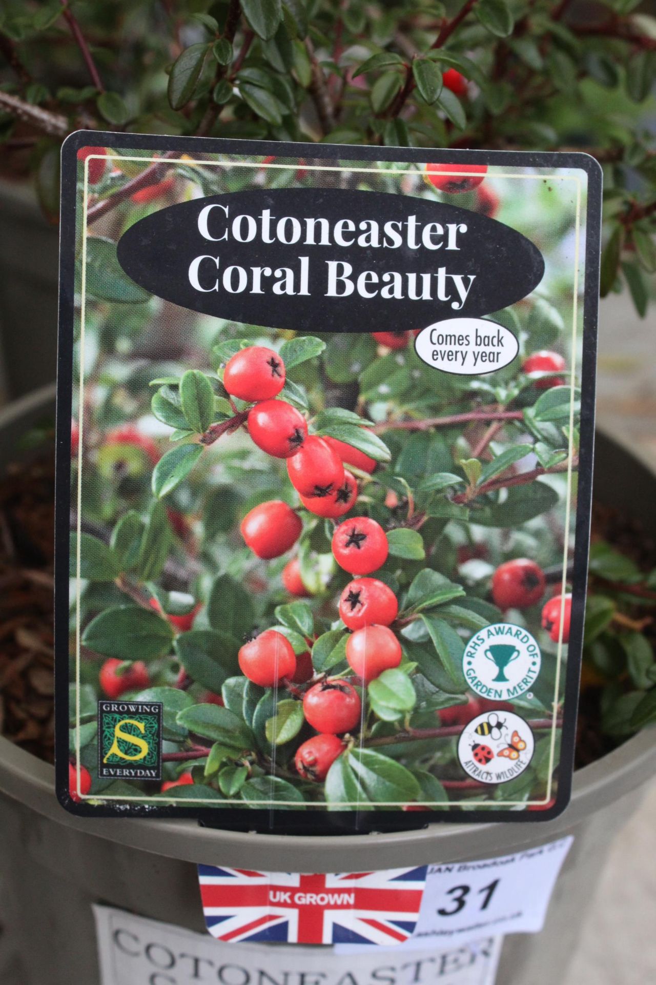9 COTONEASTER , 2 HANGING BASKETS AND 3 TRAYS OF BEDDING + VAT - Image 4 of 4