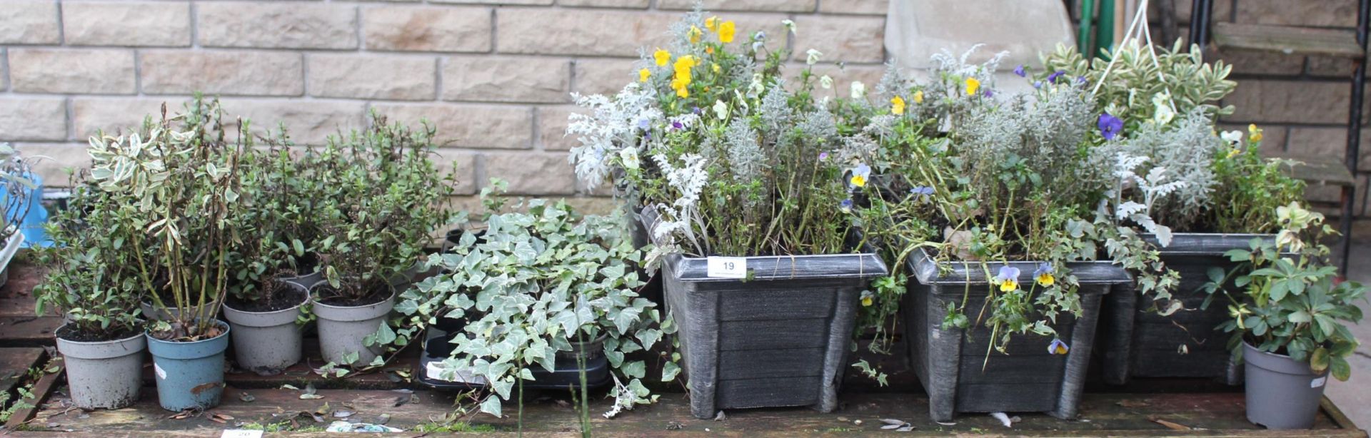 VARIETY OF SHRUBS TO INCLUDE 5 POTTED AND 1 BASKET ( BENCH NOT INCLUDED) + VAT