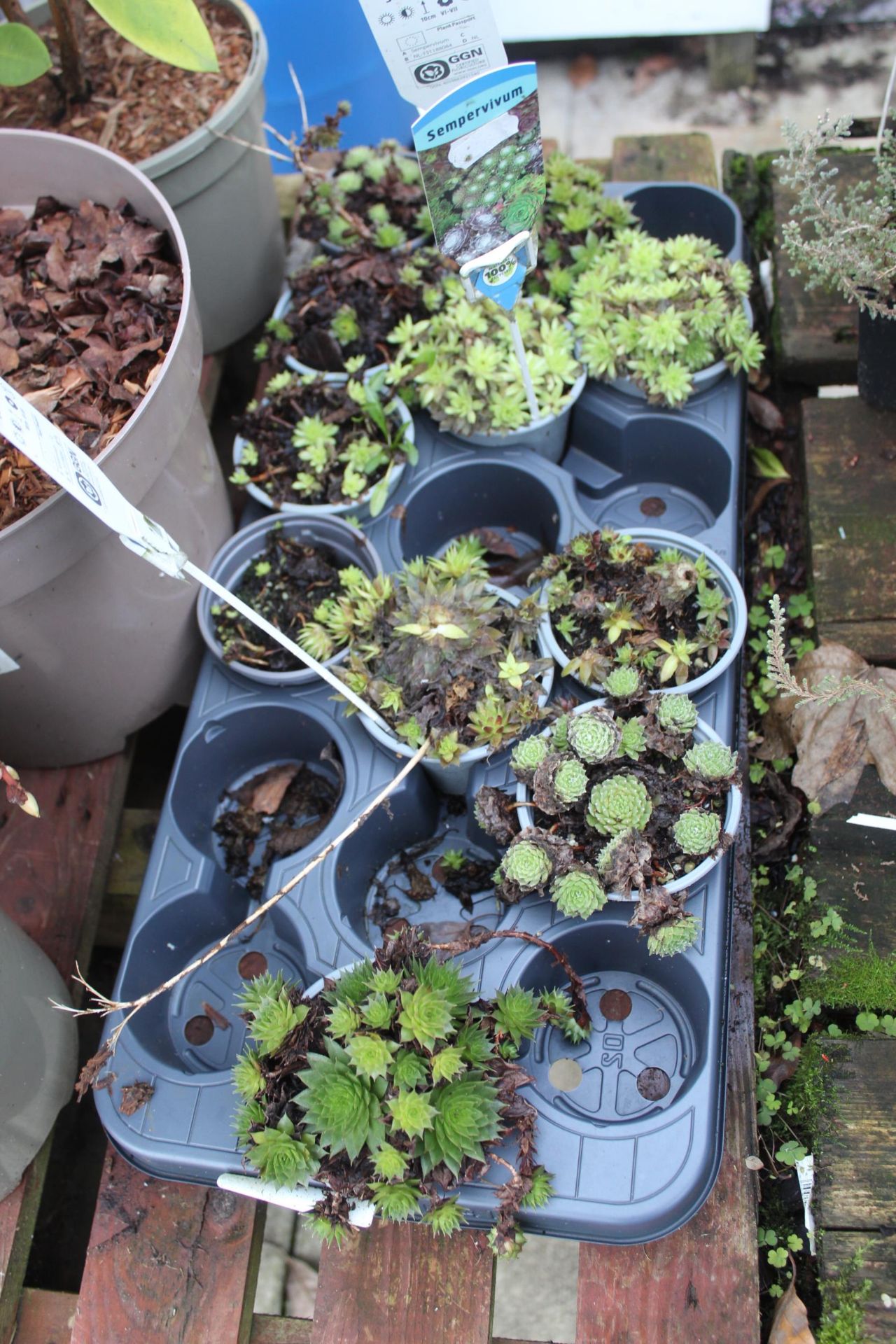 16 VARIOUS SHRUBS AND 2 TRAYS OF SHRUBS ( BENCH NOT INCLUDED) + VAT - Image 2 of 8