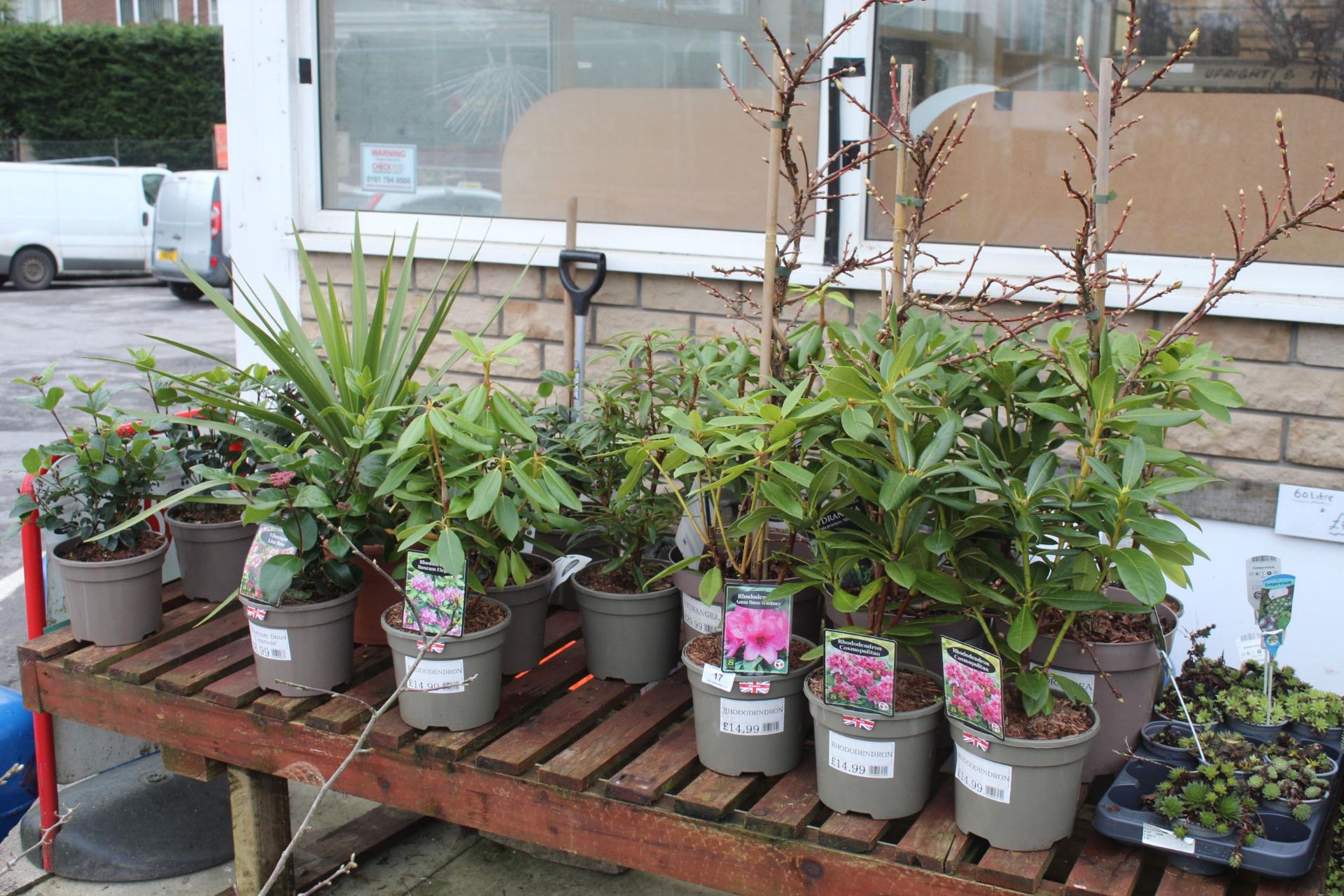 16 VARIOUS SHRUBS AND 2 TRAYS OF SHRUBS ( BENCH NOT INCLUDED) + VAT - Image 4 of 8