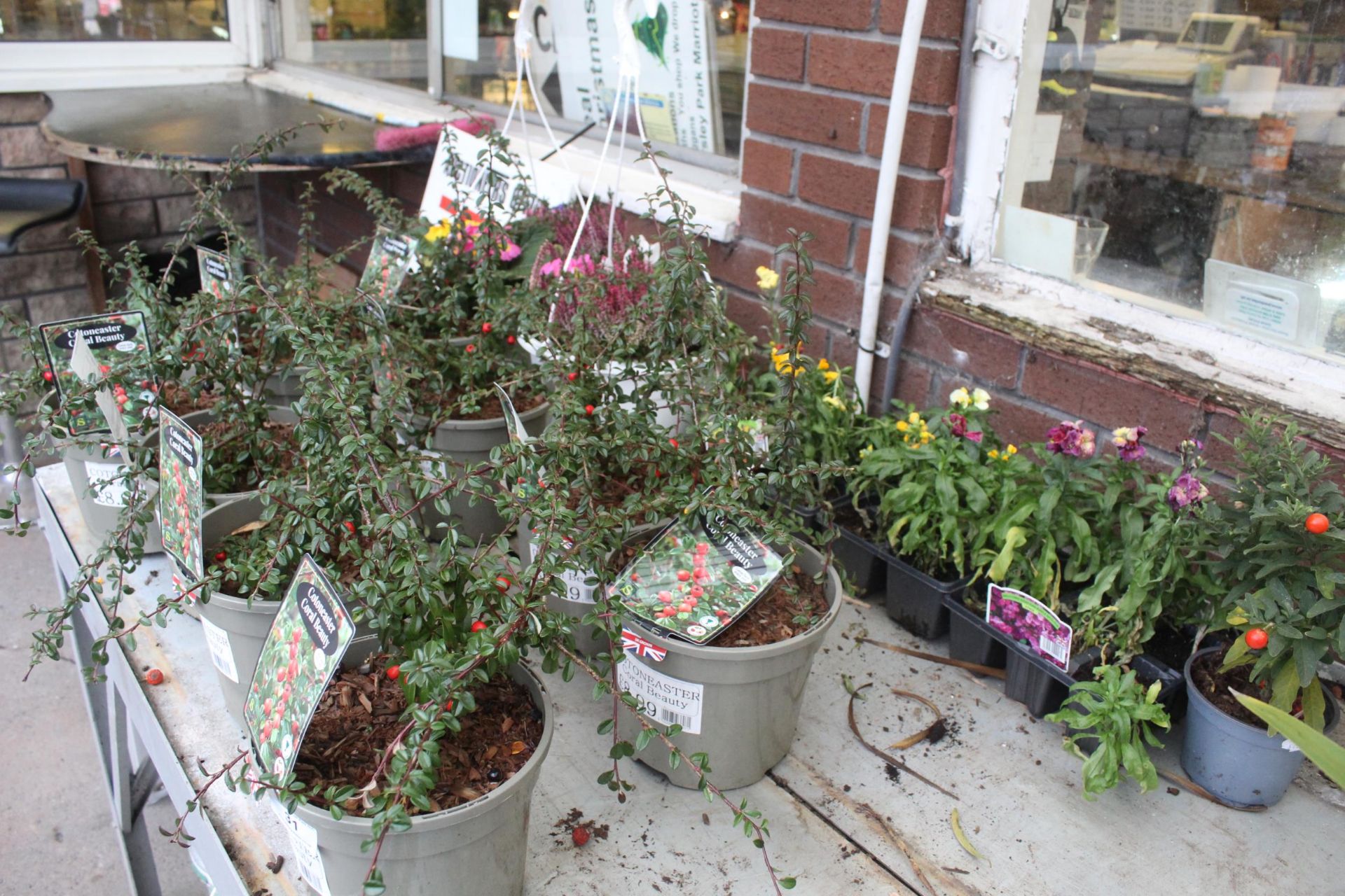 9 COTONEASTER , 2 HANGING BASKETS AND 3 TRAYS OF BEDDING + VAT