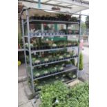 1 DUTCH TROLLEY AND 5 SHELVES WITH COVER + VAT