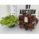 TWO HEUCHERAS 'BOYSENBERRY' AND 'LIME MARMALADE' PLANTS PLUS VAT TO BE SOLD FOR THE TWO