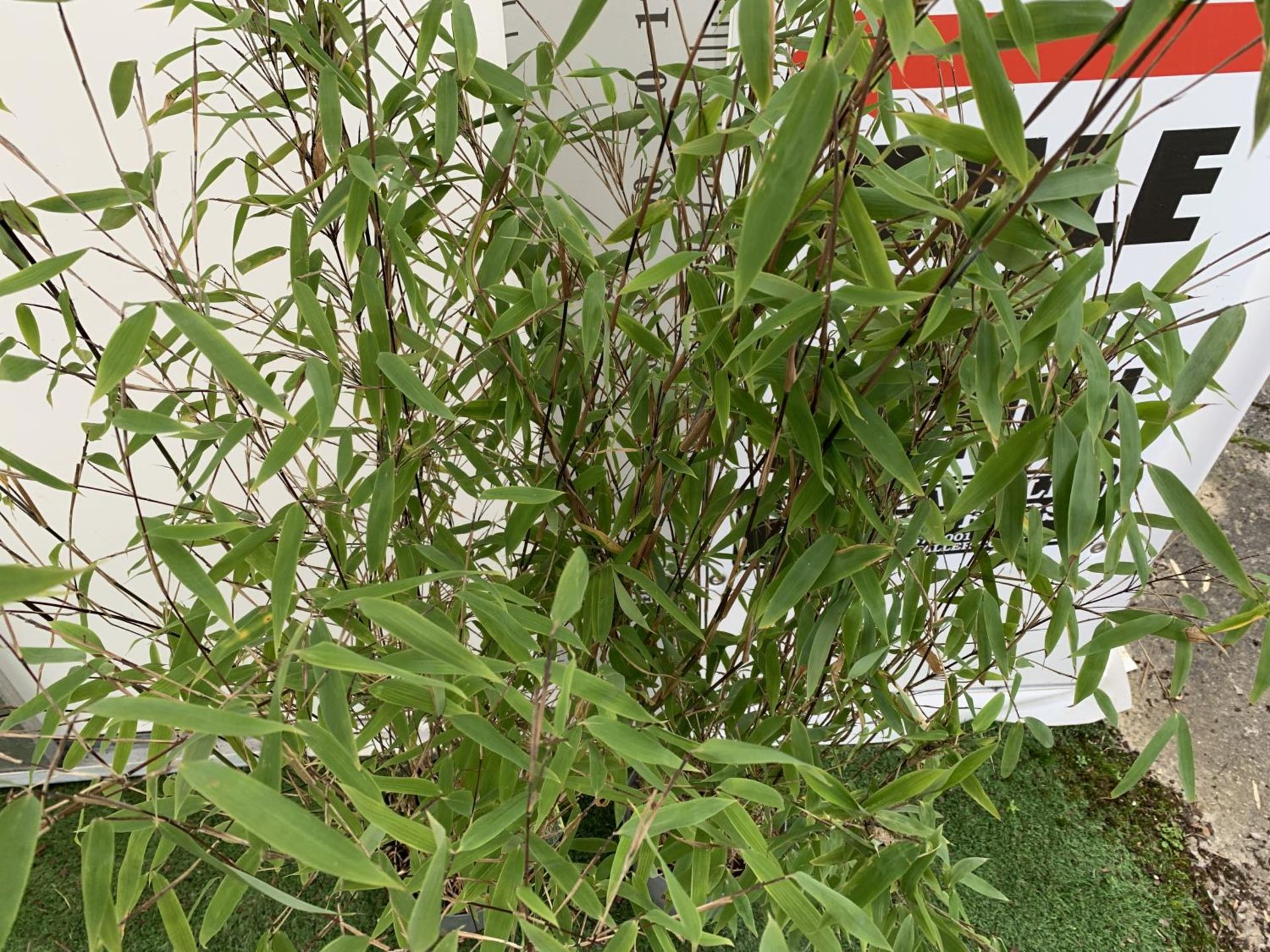 TWO FARGESIA BAMBOO PLANTS 'WINTER JOY' APPROX 180CM IN HEIGHT PLUS VATTO BE SOLD FOR THE TWO - Image 3 of 4