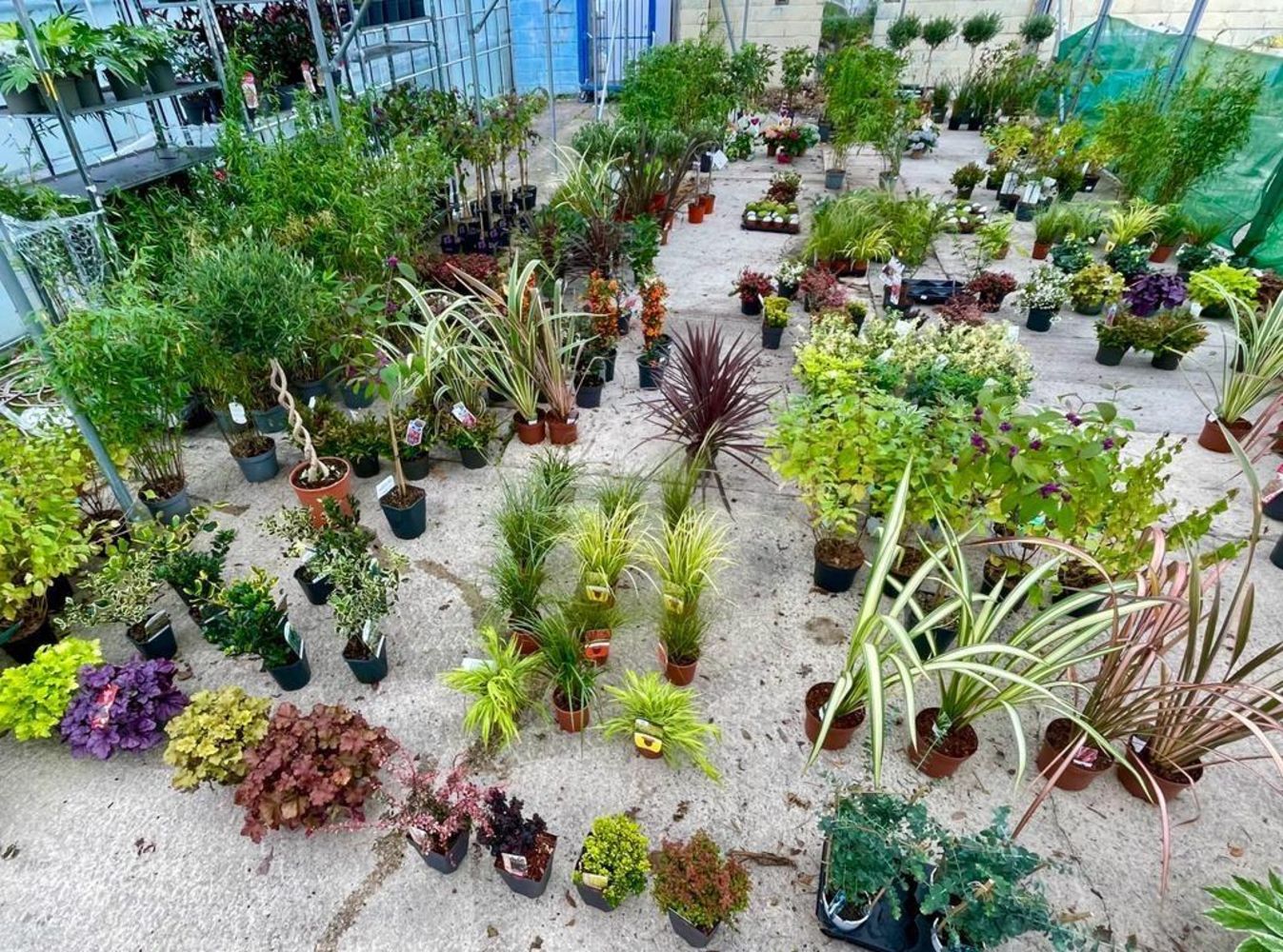 HORTICULTURAL AUCTION - TO INCLUDE PLANTS, SHRUBS, TREES, PERENNIALS, BEDDING PLANTS, GARDEN FURNITURE AND ACCESSORIES FROM 9.30 AM