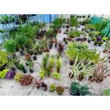 WELCOME TO ASHLEY WALLER HORTICULTURE AUCTION LOTS BEING ADDED DAILY