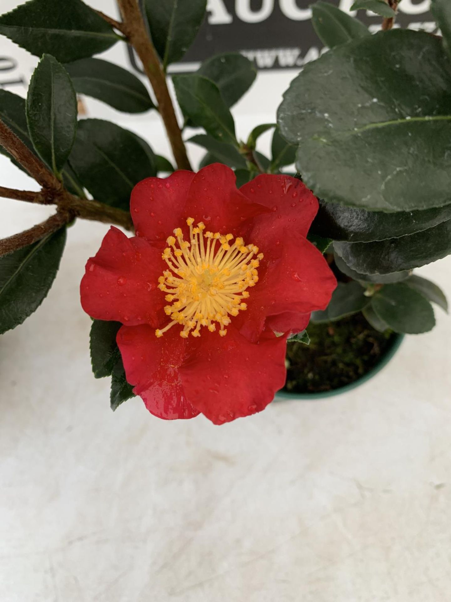 TWO CAMELLIA TERRA PLANTS 'YULETIDE' APPROX 70CM IN HEIGHT IN 1.5 LTR POTS PLUS VAT TO BE SOLD FOR - Image 2 of 5