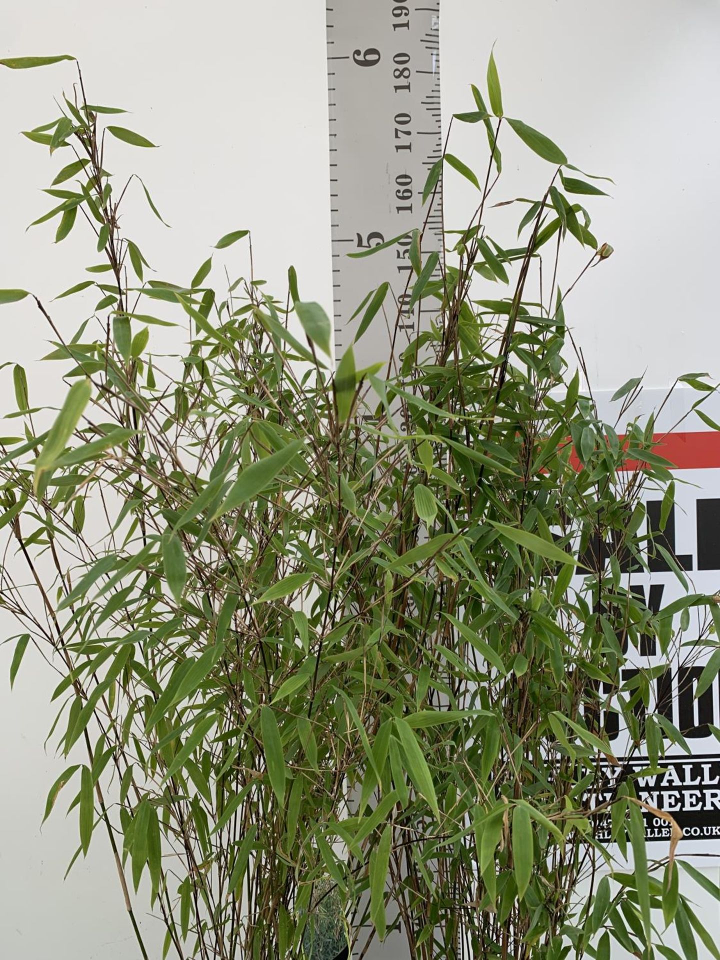 TWO FARGESIA BAMBOO PLANTS 'WINTER JOY' APPROX 180CM IN HEIGHT PLUS VATTO BE SOLD FOR THE TWO - Image 2 of 4
