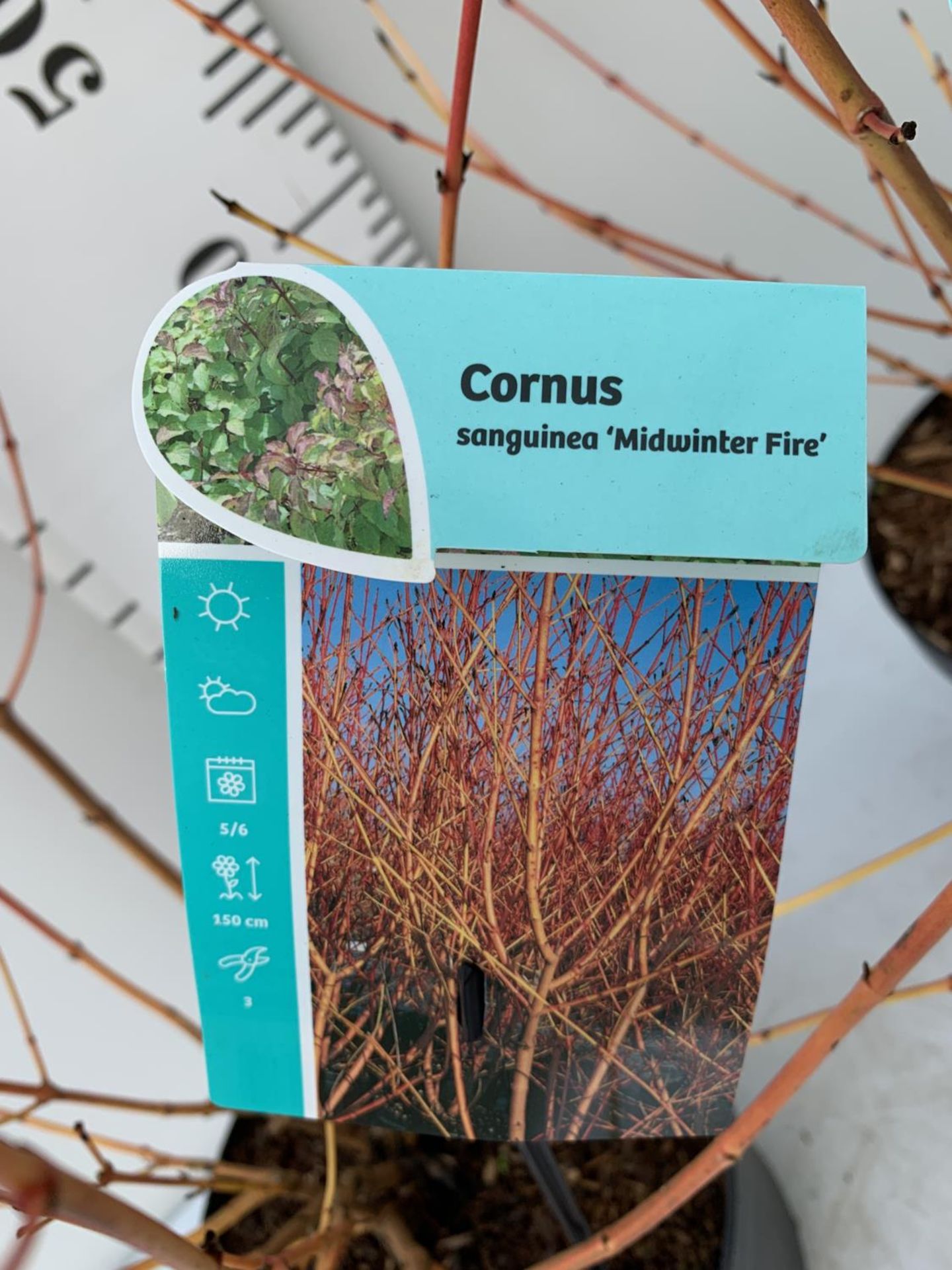 TWO CORNUS SANGUINEA 'MIDWINTER FIRE' PLANTS APPROX 1 METRE IN HEIGHT IN 3.5 LTR POTS PLUS VAT TO BE - Image 4 of 4