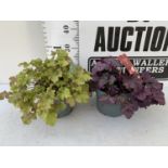 TWO HEUCHERA 'INDIAN SUMMER' AND MARMALADE' PLANTS PLUS VAT TO BE SOLD FOR THE TWO