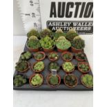 ONE TRAY OF EIGHT VARIOUS SEDUM AND ONE TRAY OF FIFTEEN VARIOUS SEMPERVIVUMS PLUS VAT TO BE SOLD FOR