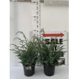 TWO JUNIPERUS CHINENSIS BLUE ALPS APPROX 110CM IN HEIGHT PLUS VAT TO BE SOLD FOR THE TWO