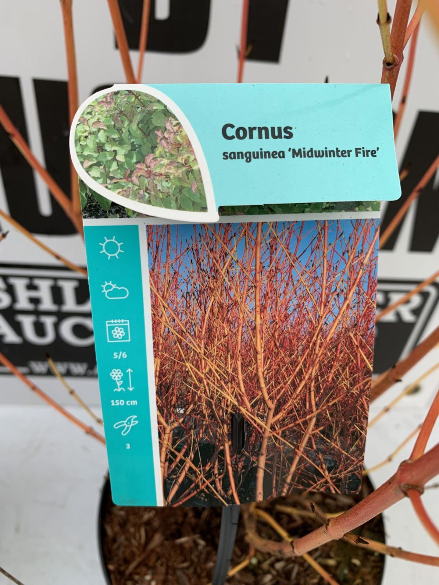 TWO CORNUS 'MIDWINTER FIRE' PLANTS IN 3.5 LTR POTS APPROX 90CM IN HEIGHT PLUS VAT TO BE SOLD FOR THE - Image 3 of 4